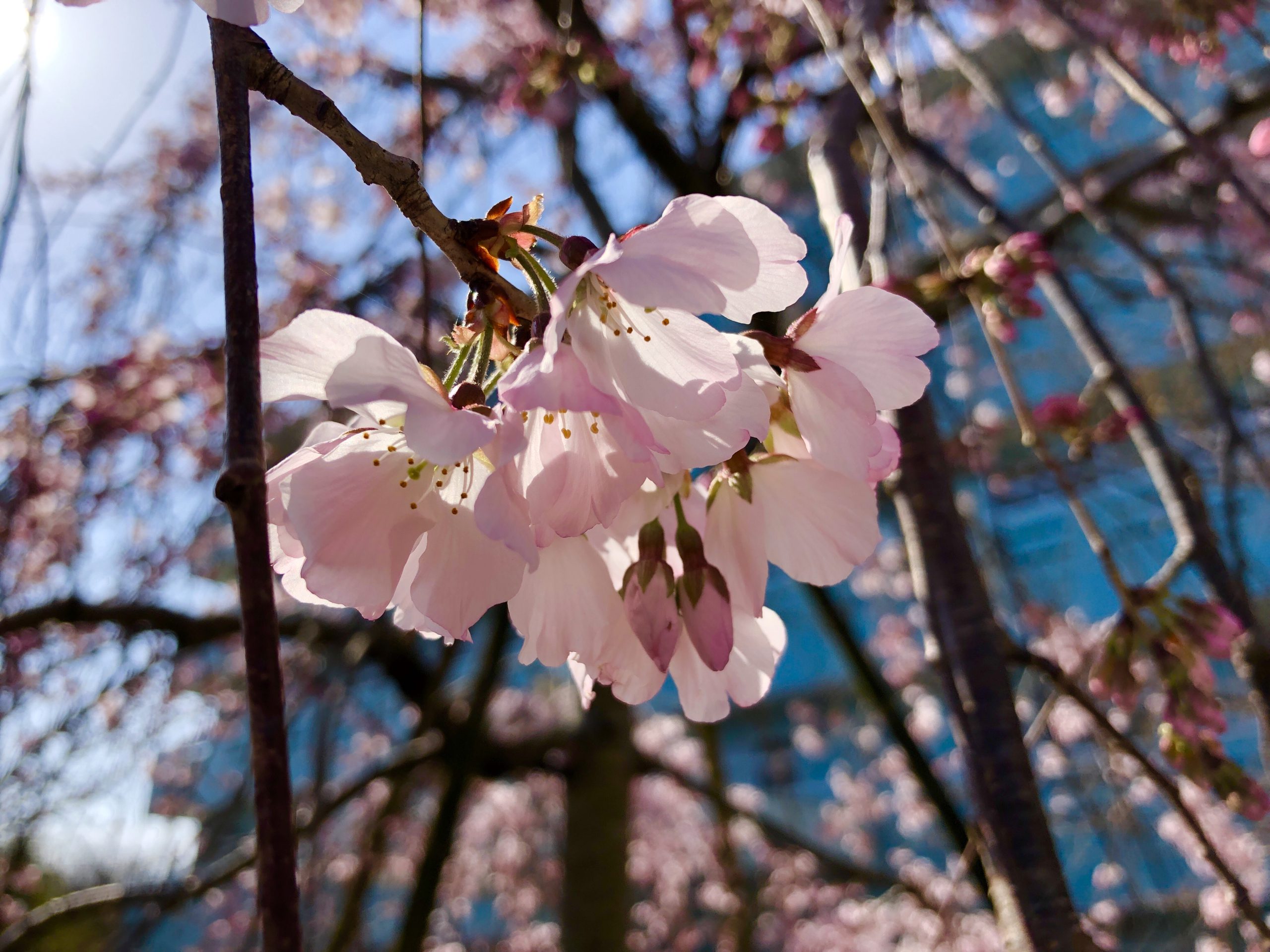 満開！しだれ桜🌸