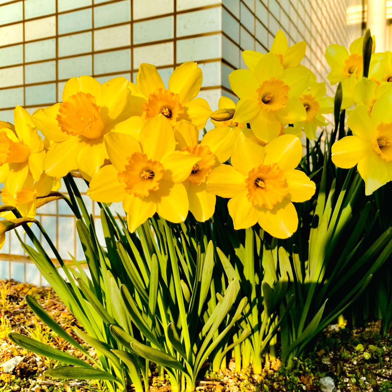 小さな春みーつけた♪