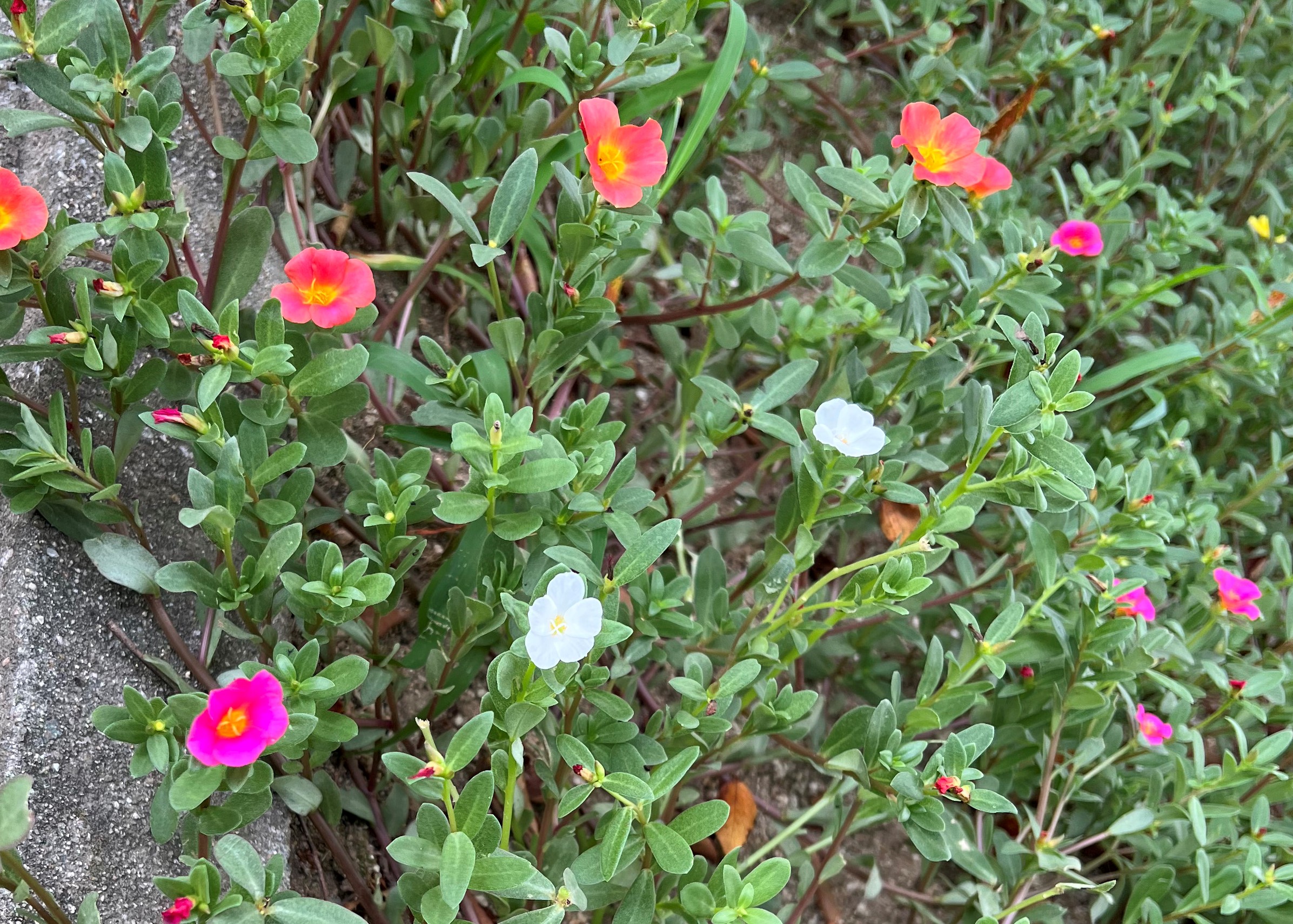 可愛いお花が咲きました🌼