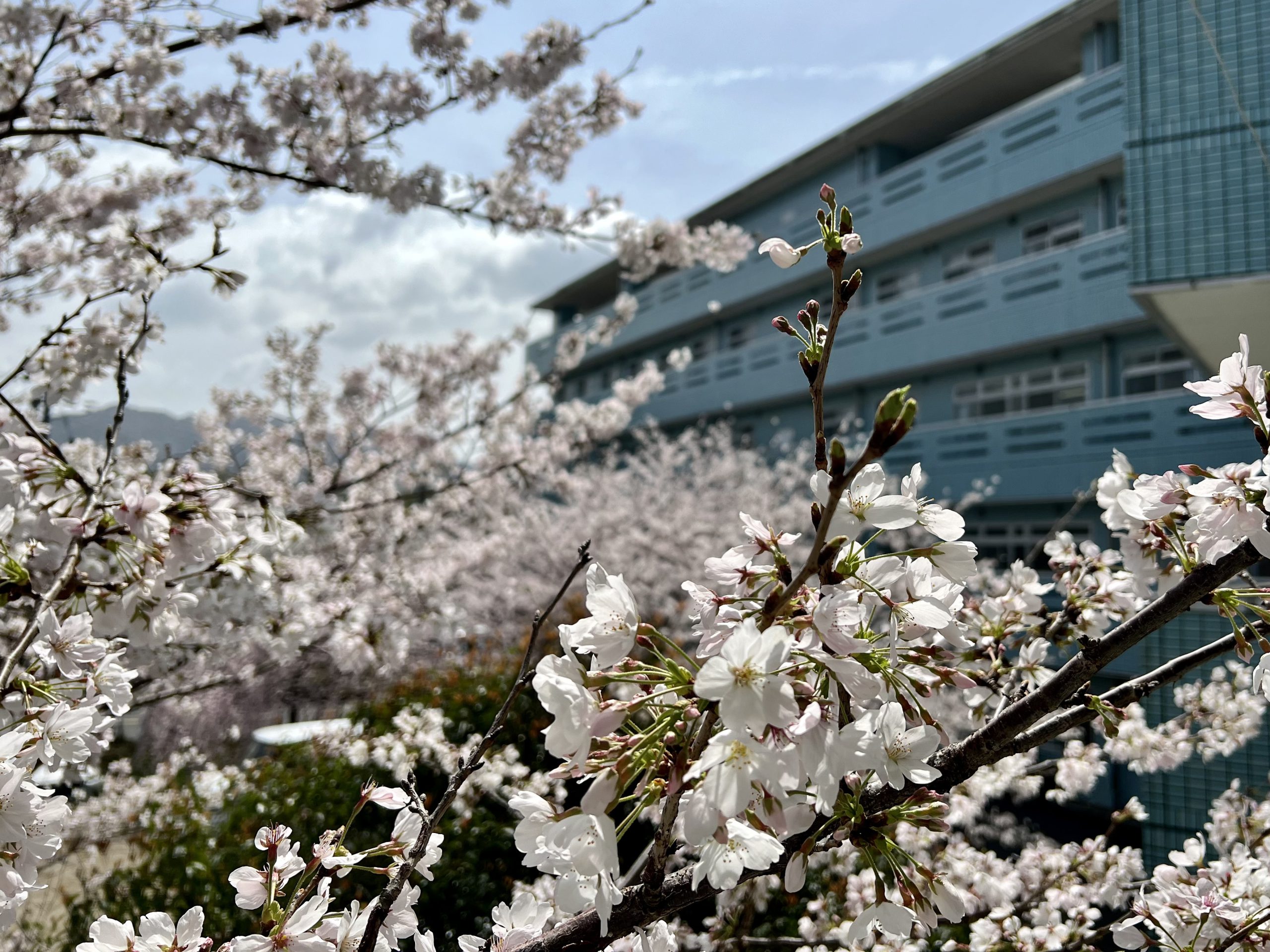 🌸2023年度 フレッシャーズ🌸